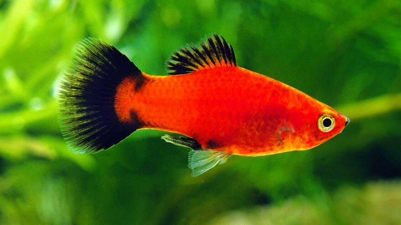 Imagem do Platy